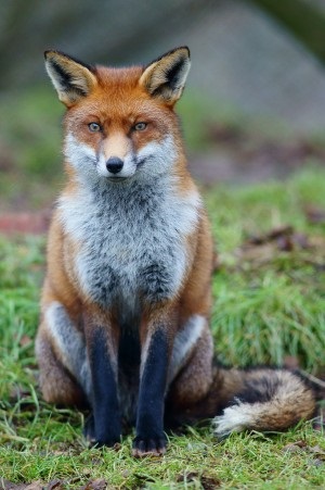 ResizedImage300451-Fox-photo.jpg