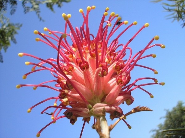 grevillea-flower.jpg